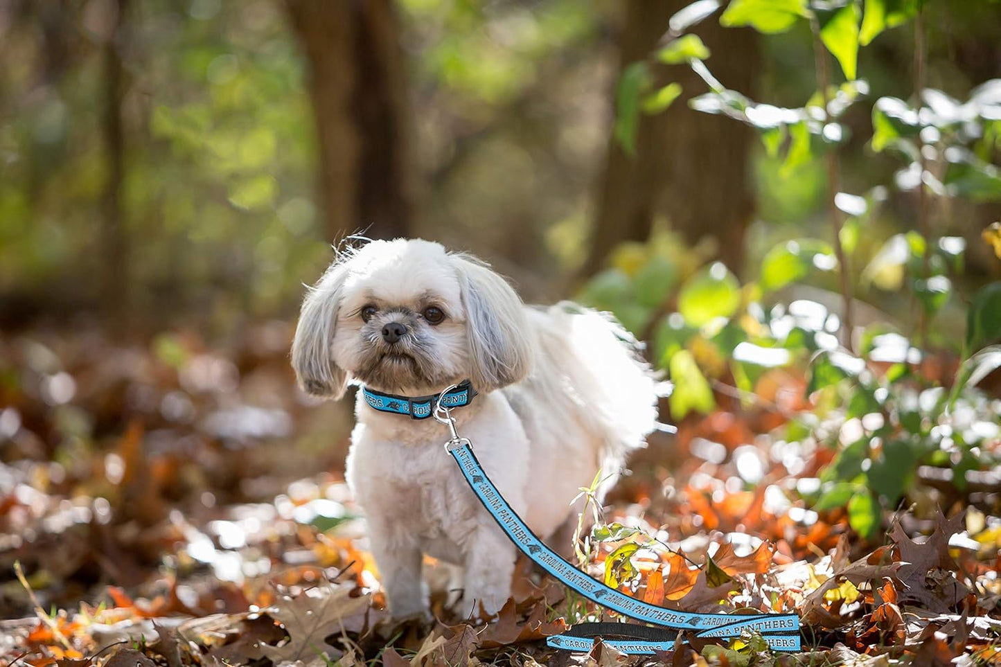 NFL Licensed Carolina Panthers Large Pet Leash - Durable Satin Dog and Cat Walking Strap with Embroidered Team Name and Logo