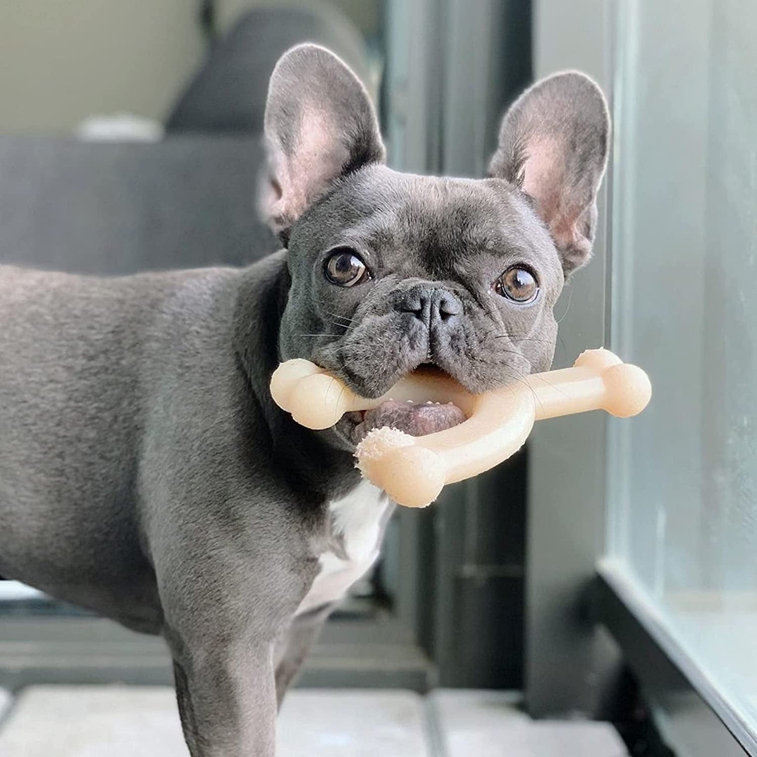 Medium Power Chew Dog Toy Bundle for Dogs Up to 30 lbs
